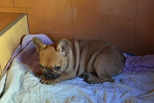 Buldog Francuski - piesek