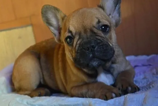 Buldog Francuski - piesek