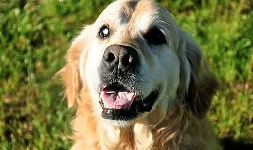 Golden retriever WALLY - do adopcji, mazowieckie