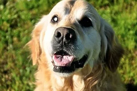 Golden retriever WALLY - do adopcji, mazowieckie Warszawa