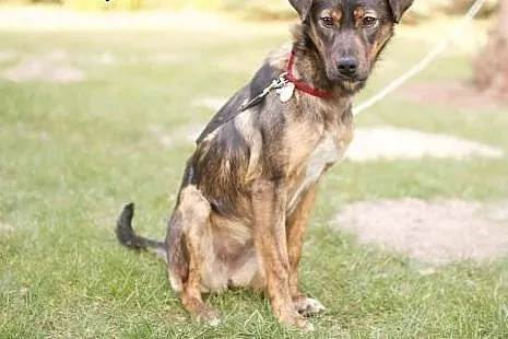 Młodziutka, prześliczna Liwia poleca się do adopcji!,  mazowieckie Warszawa