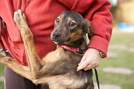 Młodziutka, prześliczna Liwia poleca się do adopcj