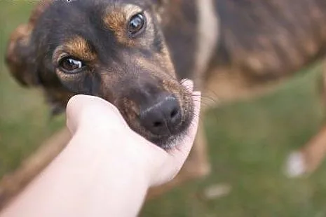 Młodziutka, prześliczna Liwia poleca się do adopcj