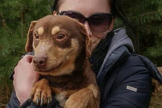 DAMI mały czekoladowy psiak czeka na dom,  mazowieckie Żyrardów
