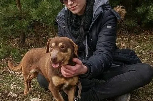 DAMI mały czekoladowy psiak czeka na dom,  mazowie
