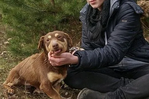 DAMI mały czekoladowy psiak czeka na dom,  mazowie