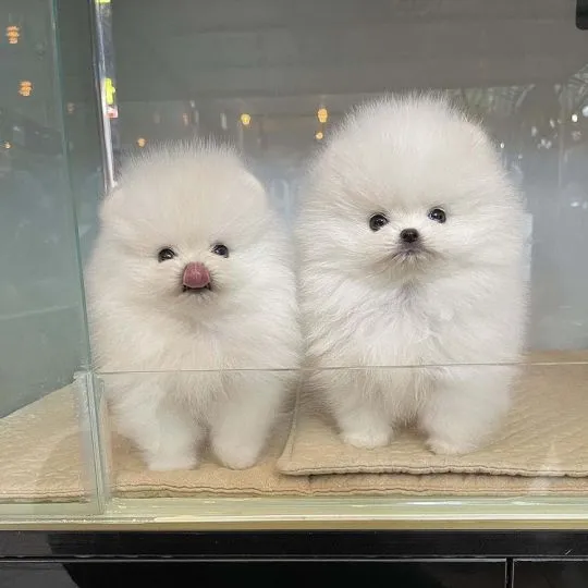 Pomeraniana Szczenięta miniaturowe dostępne dla kochających domów., Śląskie, Częstochowa