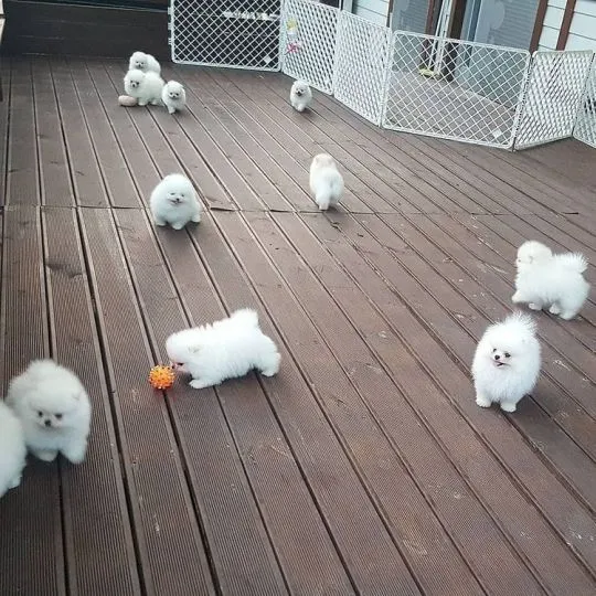 Pomeraniana Szczenięta miniaturowe dostępne dla kochających domów., Śląskie, Częstochowa