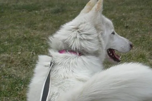 Iga piękna sunia husky czeka na kochającą rodzinę,