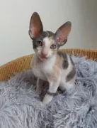 Kocurek rasy cornish rex, gotowy do odbioru, czystej rasy i posiadający wszystkie dokumenty.