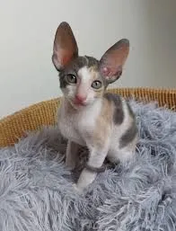 Kocurek rasy cornish rex, gotowy do odbioru, czystej rasy i posiadający wszystkie dokumenty., Warmińsko-mazurskie, Olsztyn