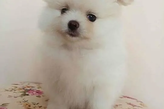 Szpic miniaturowy pomeranian