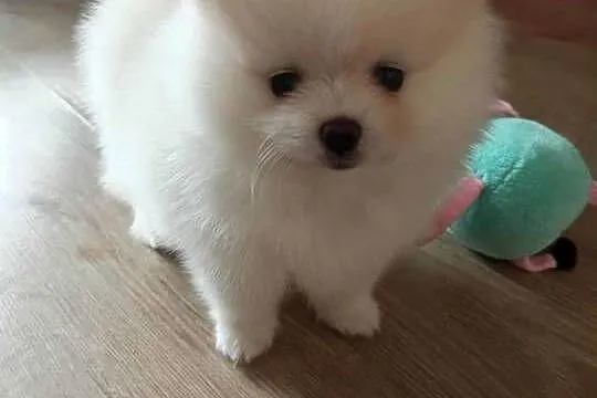Szpic miniaturowy pomeranian, Kujawsko-pomorskie, Bydgoszcz
