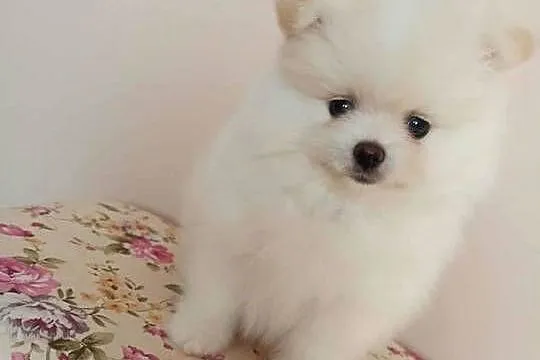 Szpic miniaturowy pomeranian, Kujawsko-pomorskie, Bydgoszcz
