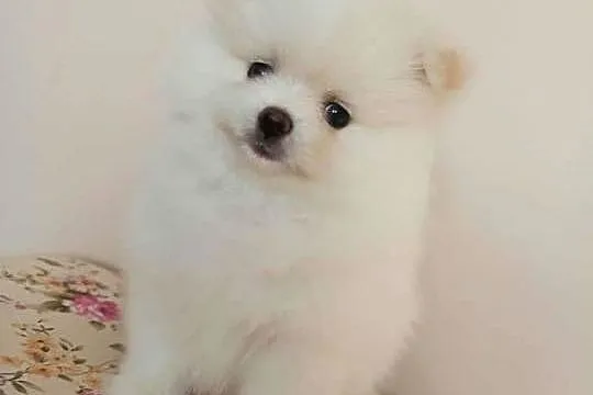 Szpic miniaturowy pomeranian, Kujawsko-pomorskie, Bydgoszcz