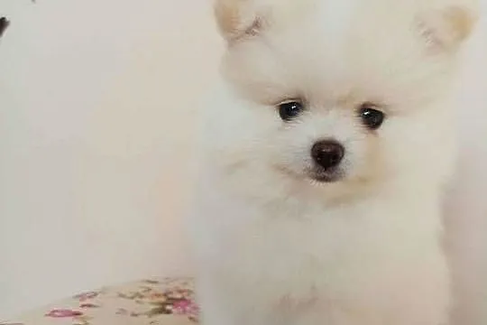 Szpic miniaturowy pomeranian, Kujawsko-pomorskie, Bydgoszcz
