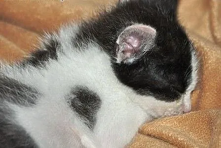 Cynamonek śliczny kociak, kotek 5 tyg. ADOPCJA, m