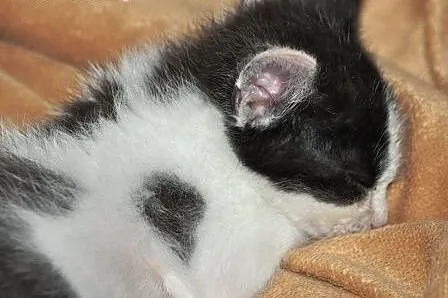 Cynamonek śliczny kociak, kotek 5 tyg. ADOPCJA,  m