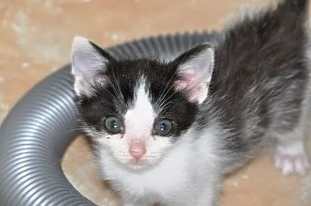 Cynamonek śliczny kociak, kotek 5 tyg. ADOPCJA,  m