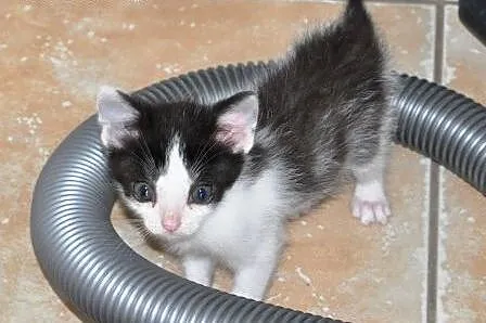 Cynamonek śliczny kociak, kotek 5 tyg. ADOPCJA,  m