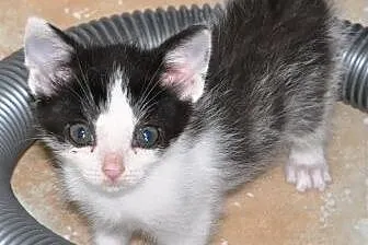 Cynamonek śliczny kociak, kotek 5 tyg. ADOPCJA,  m