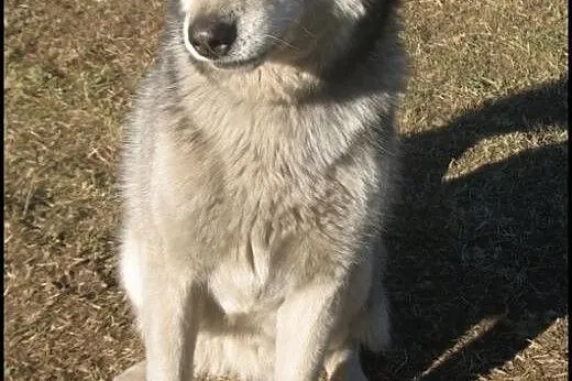Ałtaj - przepiękny husky szuka kochającego domu,  