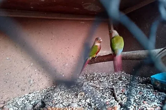 rudosterki pinaple sprzedam, Małopolskie, Siepraw