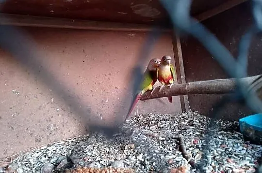 rudosterki pinaple sprzedam, Małopolskie, Siepraw