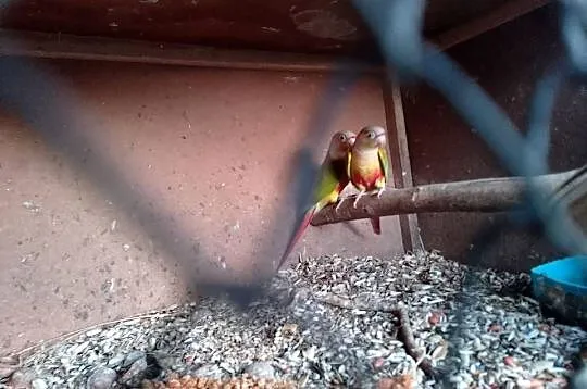 rudosterki pinaple sprzedam, Małopolskie, Siepraw