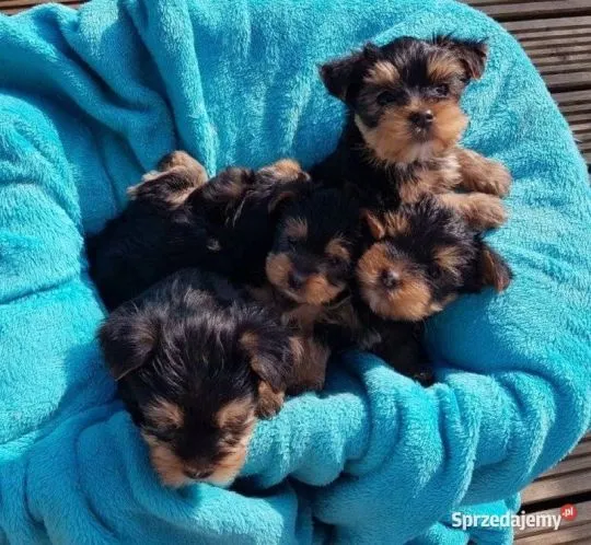 Yorkshire Terrier maly York rodowód FCI / ZKwP email {{biancalaura905@gmail.com}}