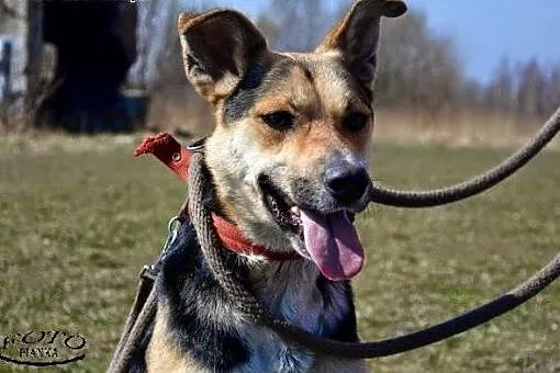 1,5 roczny wesoły AJK szuka kochającej rodziny!,  