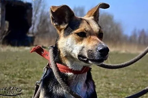 1,5 roczny wesoły AJK szuka kochającej rodziny!,  