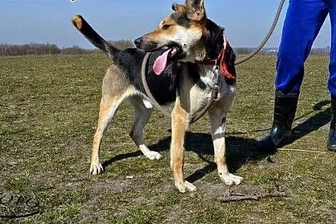1,5 roczny wesoły AJK szuka kochającej rodziny!,  