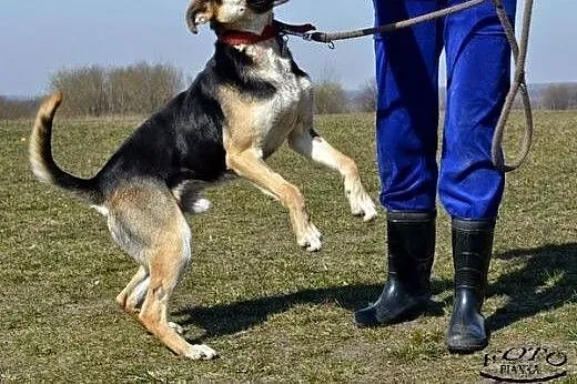 1,5 roczny wesoły AJK szuka kochającej rodziny!,  