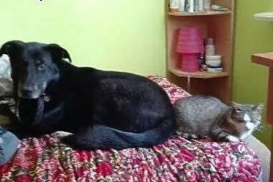 Abi -fantastyczna sunia do adopcji FILMIK,  małopo