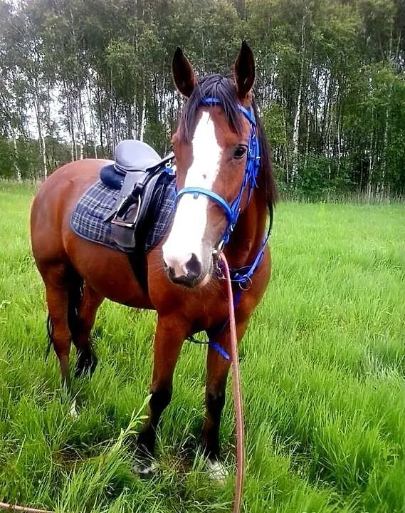 Sprzedam klacz małopolską