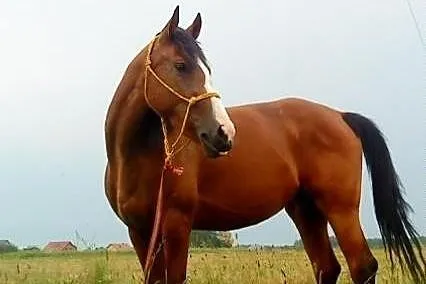 Sprzedam klacz małopolską