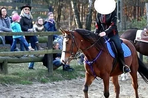 Sprzedam klacz małopolską
