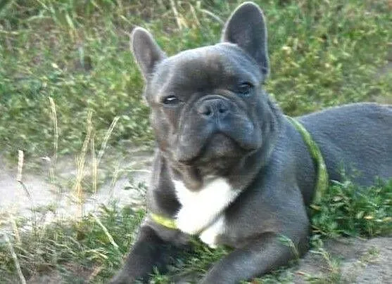 Buldog francuski niebieski reproduktor, krycie., , Zbąszynek