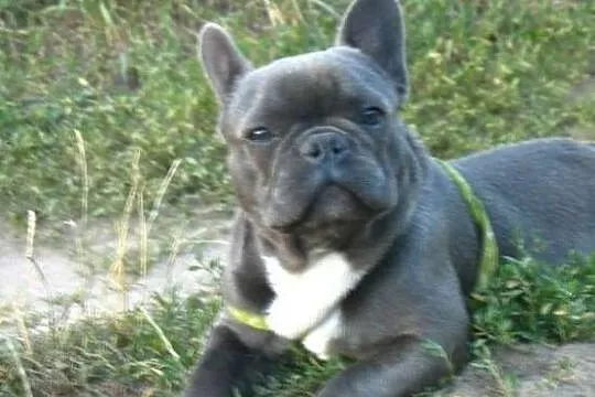 Buldog francuski niebieski reproduktor, krycie., , Zbąszynek
