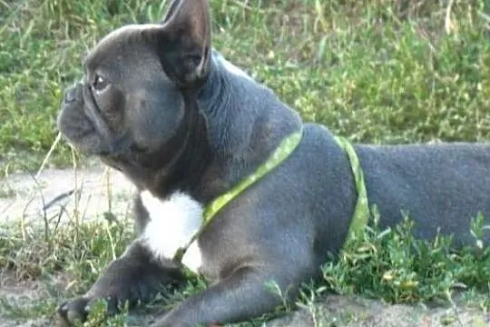 Buldog francuski niebieski reproduktor, krycie., , Zbąszynek