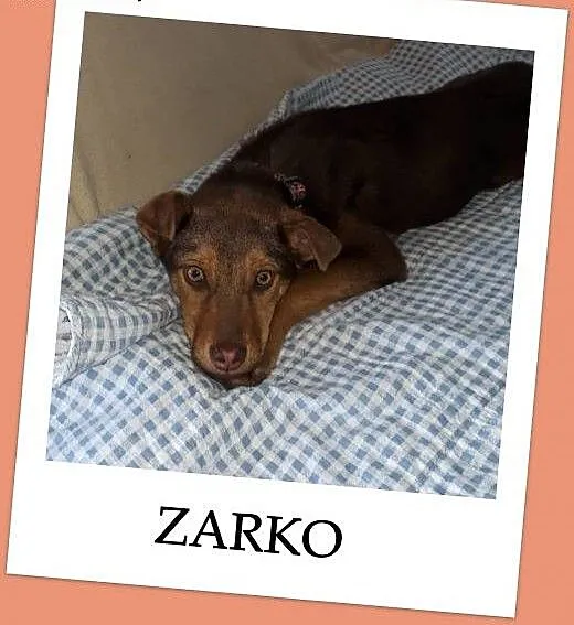 ZARKO,szczeniak,4 m-ce,grzeczny,łagodny,docelowo średni piesek.Adopcja., dolnośląskie Wrocław,