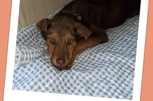 ZARKO,szczeniak,4 m-ce,grzeczny,łagodny,docelowo średni piesek.Adopcja.,  dolnośląskie Wrocław, 