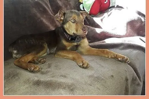 ZARKO,szczeniak,4 m-ce,grzeczny,łagodny,docelowo średni piesek.Adopcja.,  dolnośląskie Wrocław, 