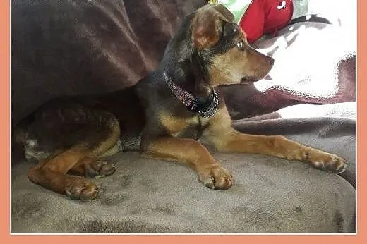 ZARKO,szczeniak,4 m-ce,grzeczny,łagodny,docelowo średni piesek.Adopcja.,  dolnośląskie Wrocław, 