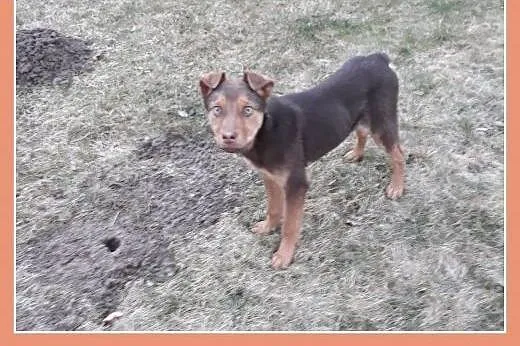 ZARKO,szczeniak,4 m-ce,grzeczny,łagodny,docelowo średni piesek.Adopcja.,  dolnośląskie Wrocław, 