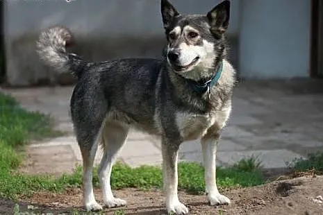 Dorotka kochana, łagodna dziecio i kotolubna mix a