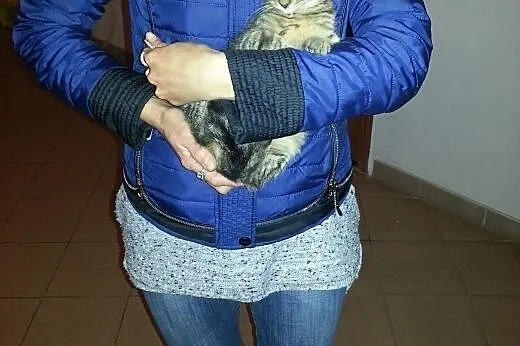Miziasta Szarunia szuka kochającego domu,  dolnośl