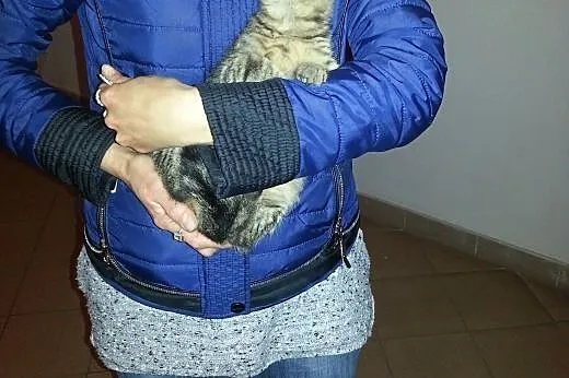 Miziasta Szarunia szuka kochającego domu,  dolnośl