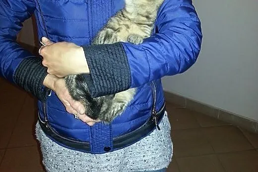 Miziasta Szarunia szuka kochającego domu,  dolnośl